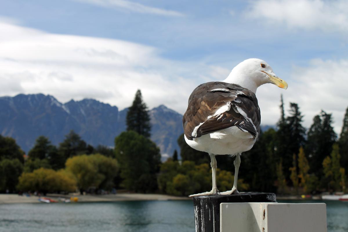 Southern Black-backed Gull (Larus dominicanus), Queenstown, Queenstown, Otago, New Zealand, 2014-03-08 Southern Black-backed Gull (Larus dominicanus)